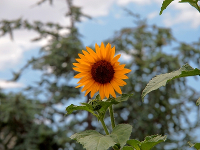 [A small sunflower with pointed petals against blurred background vegetation.]